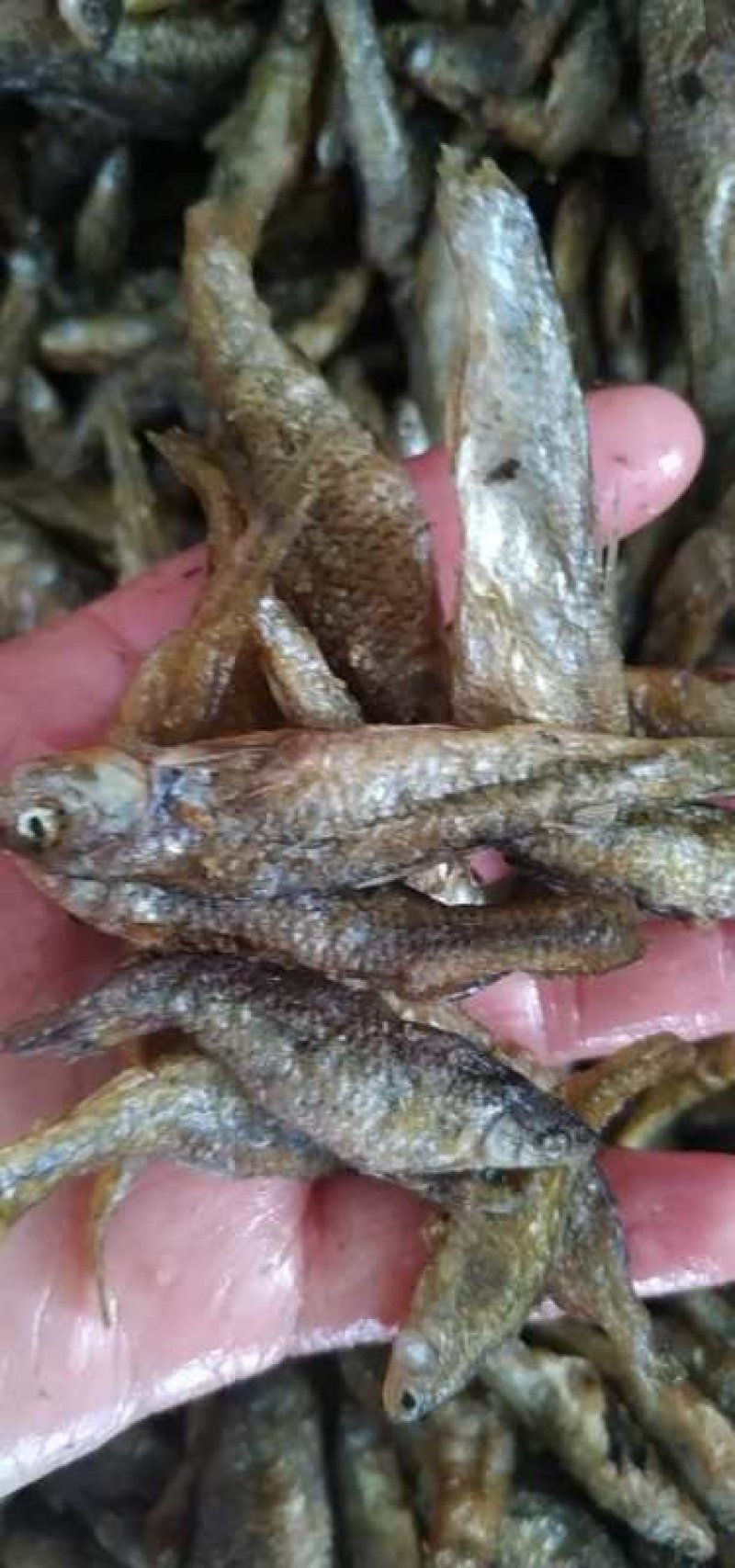 油炸鱼干麦穗鱼嫩子鱼