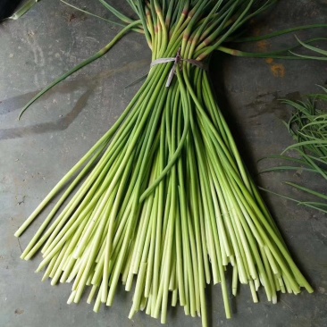 金乡红毛蒜薹精品50~60cm