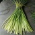 金乡红毛蒜薹精品50~60cm