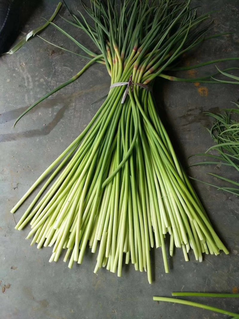 金乡红毛蒜薹精品50~60cm