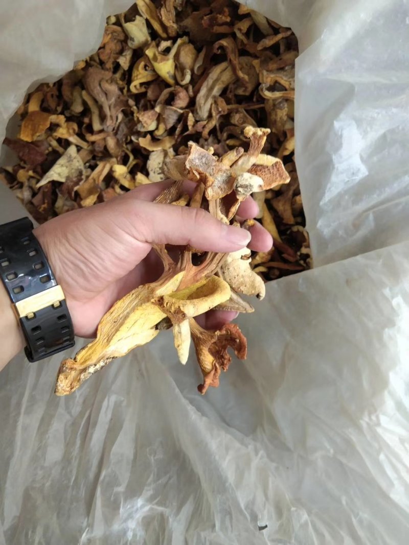 天然野生菌
