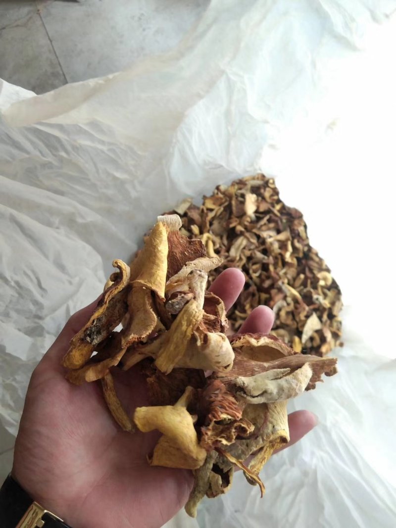 天然野生菌