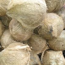 越南椰子1.8---2.2斤圈围38～41精品椰子
