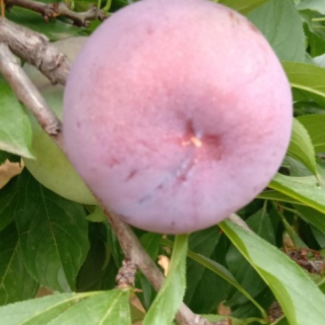 河南李子，风味玫瑰李子产地直销，货源充足大量上市