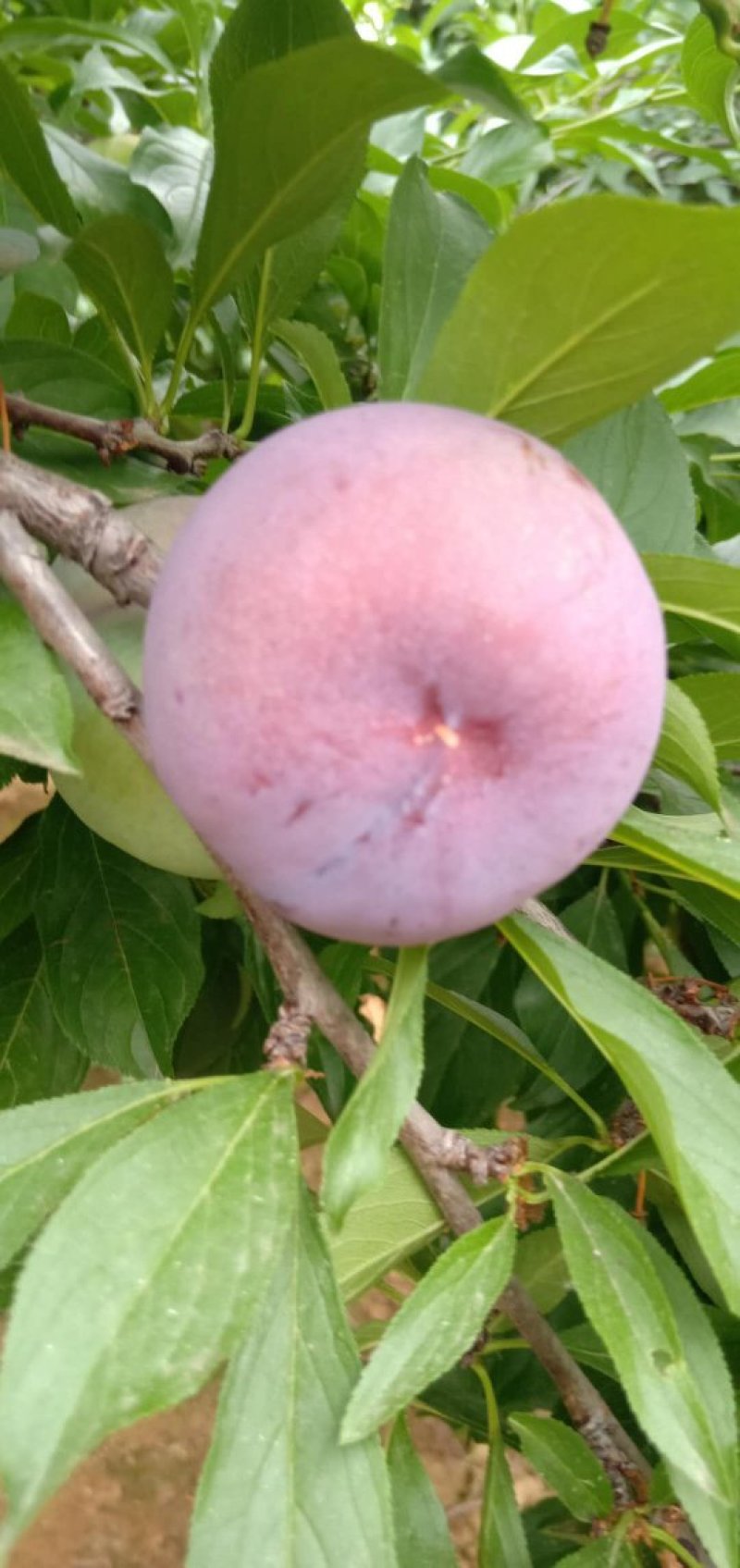 河南李子，风味玫瑰李子产地直销，货源充足大量上市
