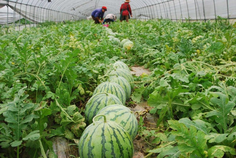 《8424冰糖瓜》现摘现发，农户自产自销，随到随装，量大从优