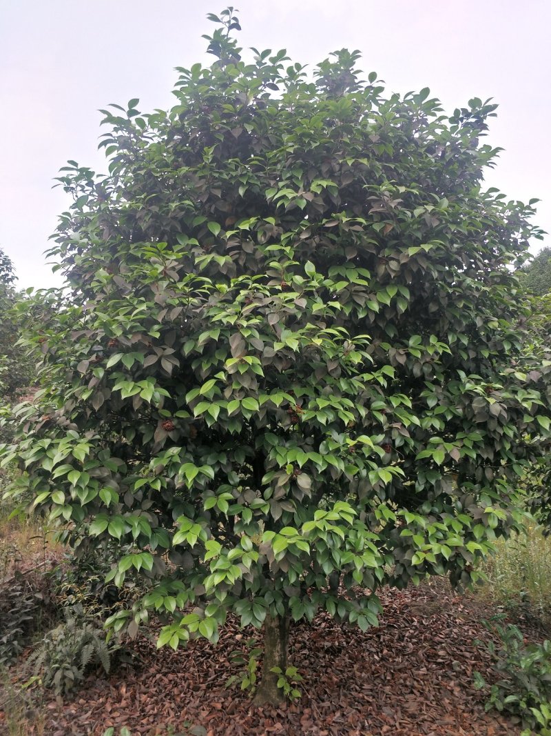 茶花，山茶花，四级茶花，七彩茶花四川宜宾茶花种植基地