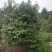茶花，山茶花，四级茶花，七彩茶花四川宜宾茶花种植基地