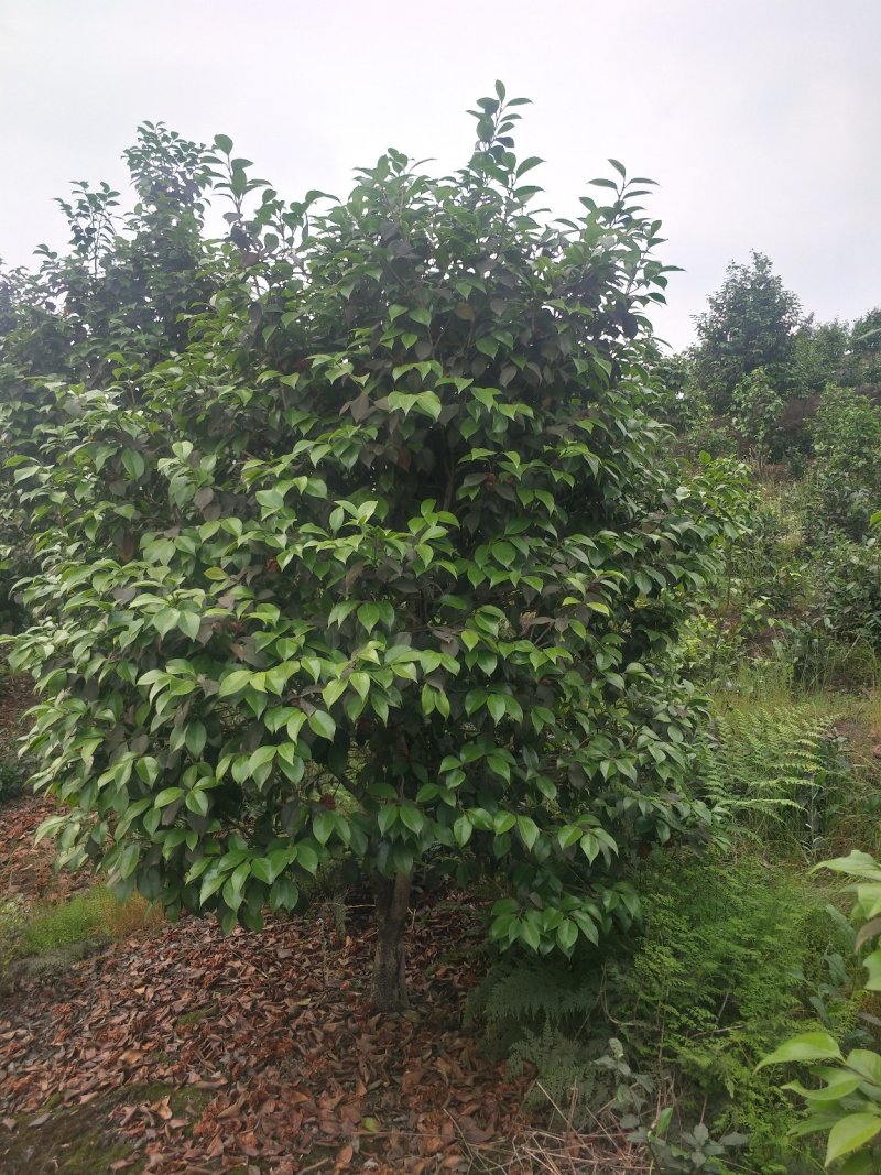 茶花，山茶花，四级茶花，七彩茶花四川宜宾茶花种植基地