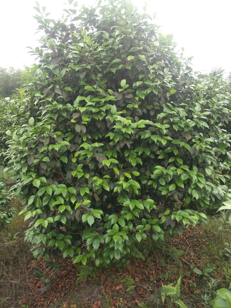 茶花，山茶花，四级茶花，七彩茶花四川宜宾茶花种植基地