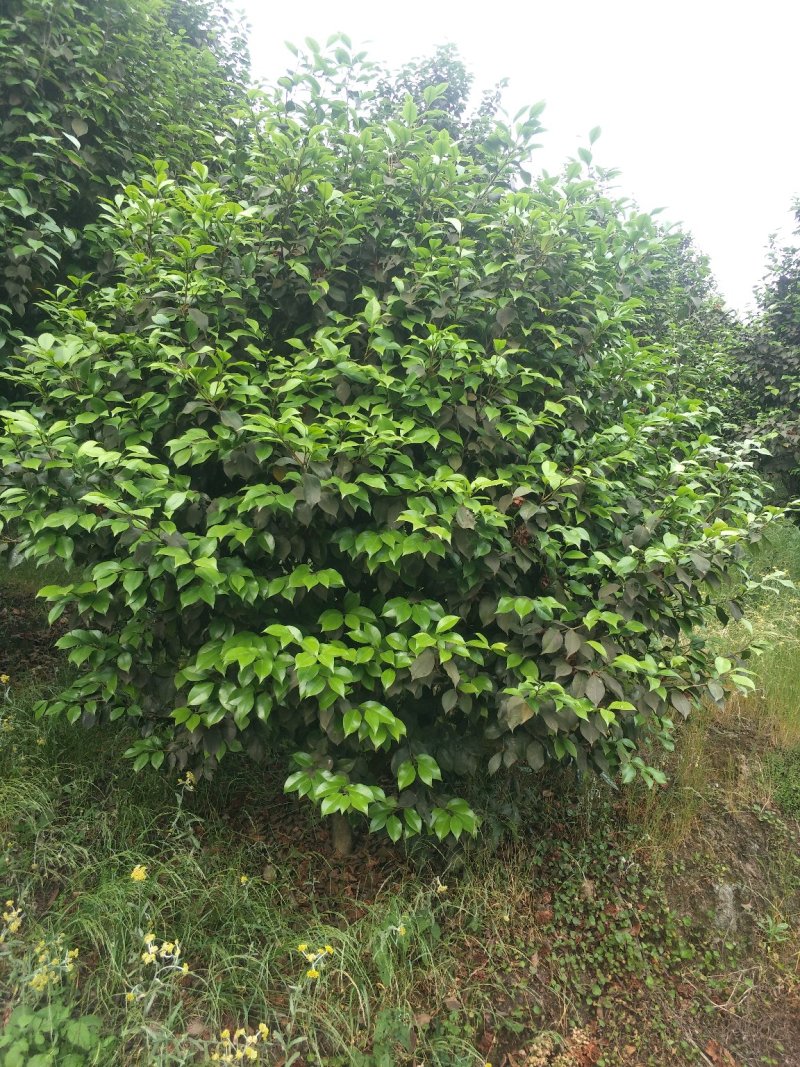 茶花，山茶花，四级茶花，七彩茶花四川宜宾茶花种植基地