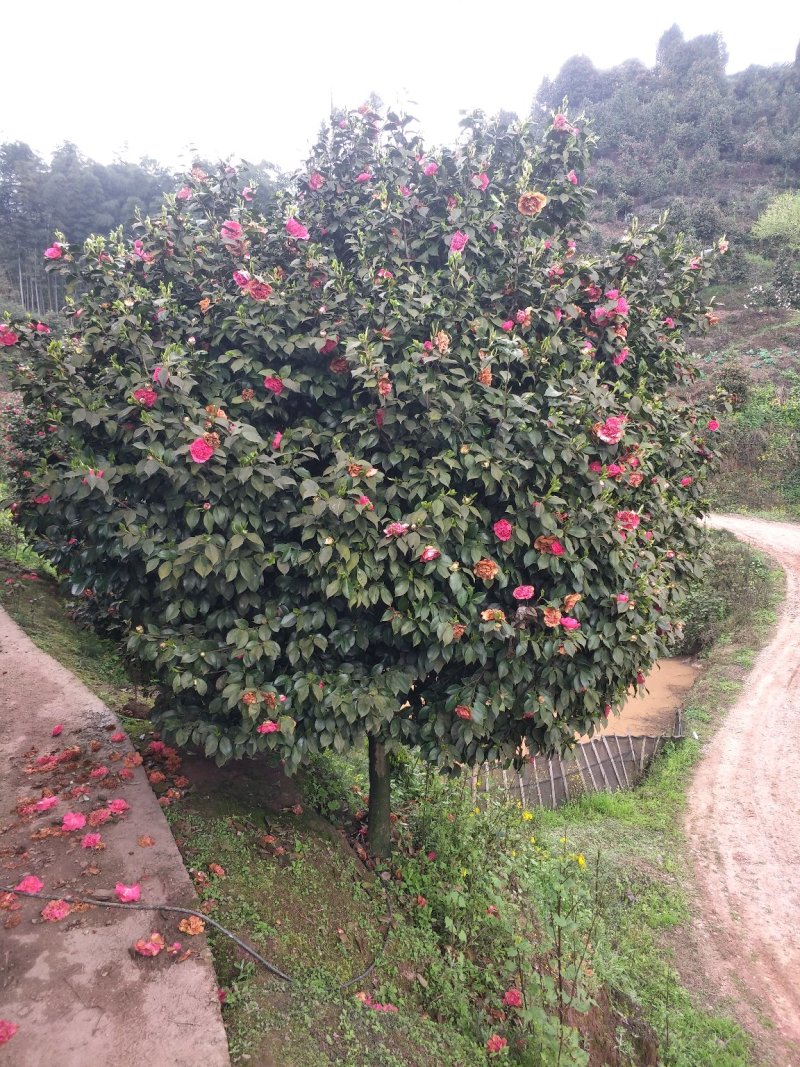 茶花，山茶花，四级茶花，七彩茶花四川宜宾茶花种植基地