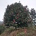 茶花，山茶花，四级茶花，七彩茶花四川宜宾茶花种植基地