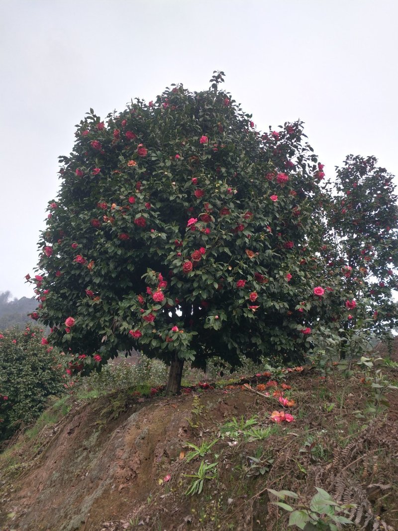 茶花，山茶花，四级茶花，七彩茶花四川宜宾茶花种植基地