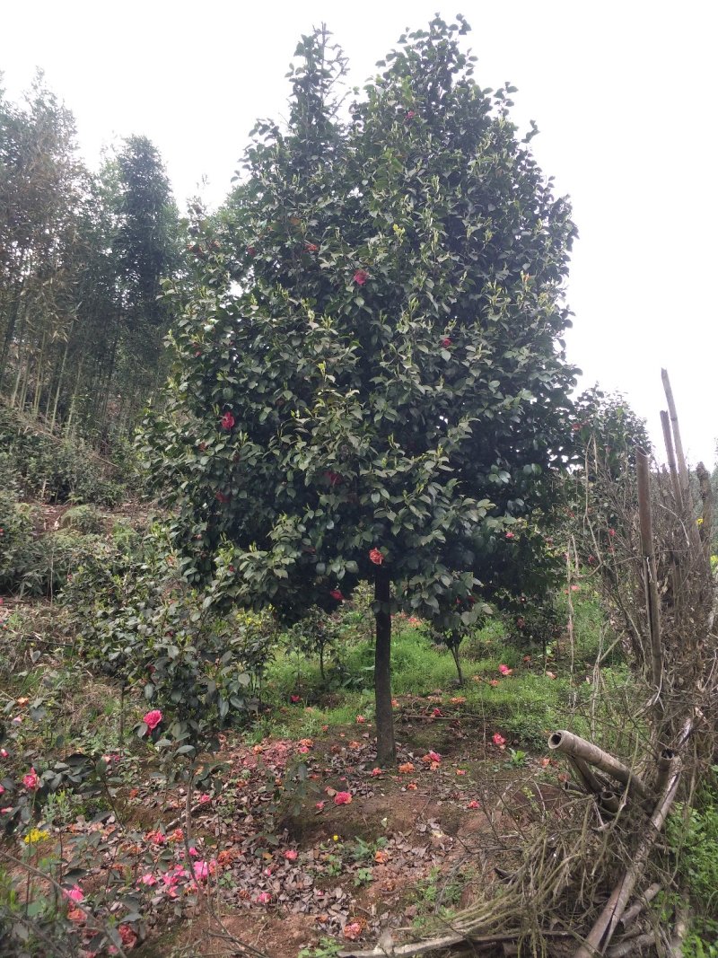 茶花，山茶花，四级茶花，七彩茶花四川宜宾茶花种植基地