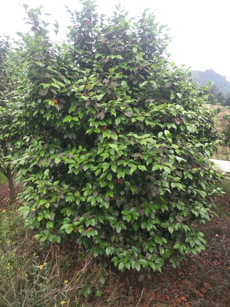茶花，山茶花，四级茶花，七彩茶花四川宜宾茶花种植基地