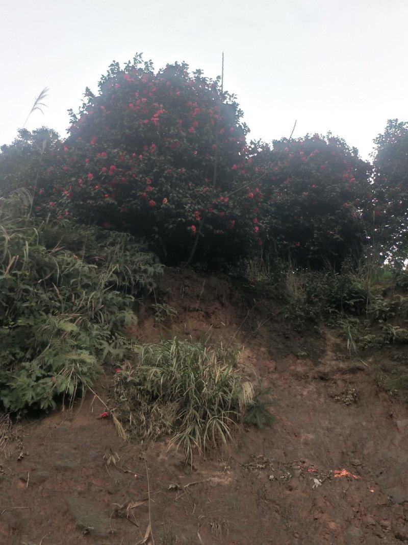茶花，四级茶花，山茶花，七彩茶花，四川宜宾茶花种植基地