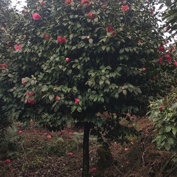 茶花，四级茶花，山茶花，七彩茶花，四川宜宾茶花种植基地