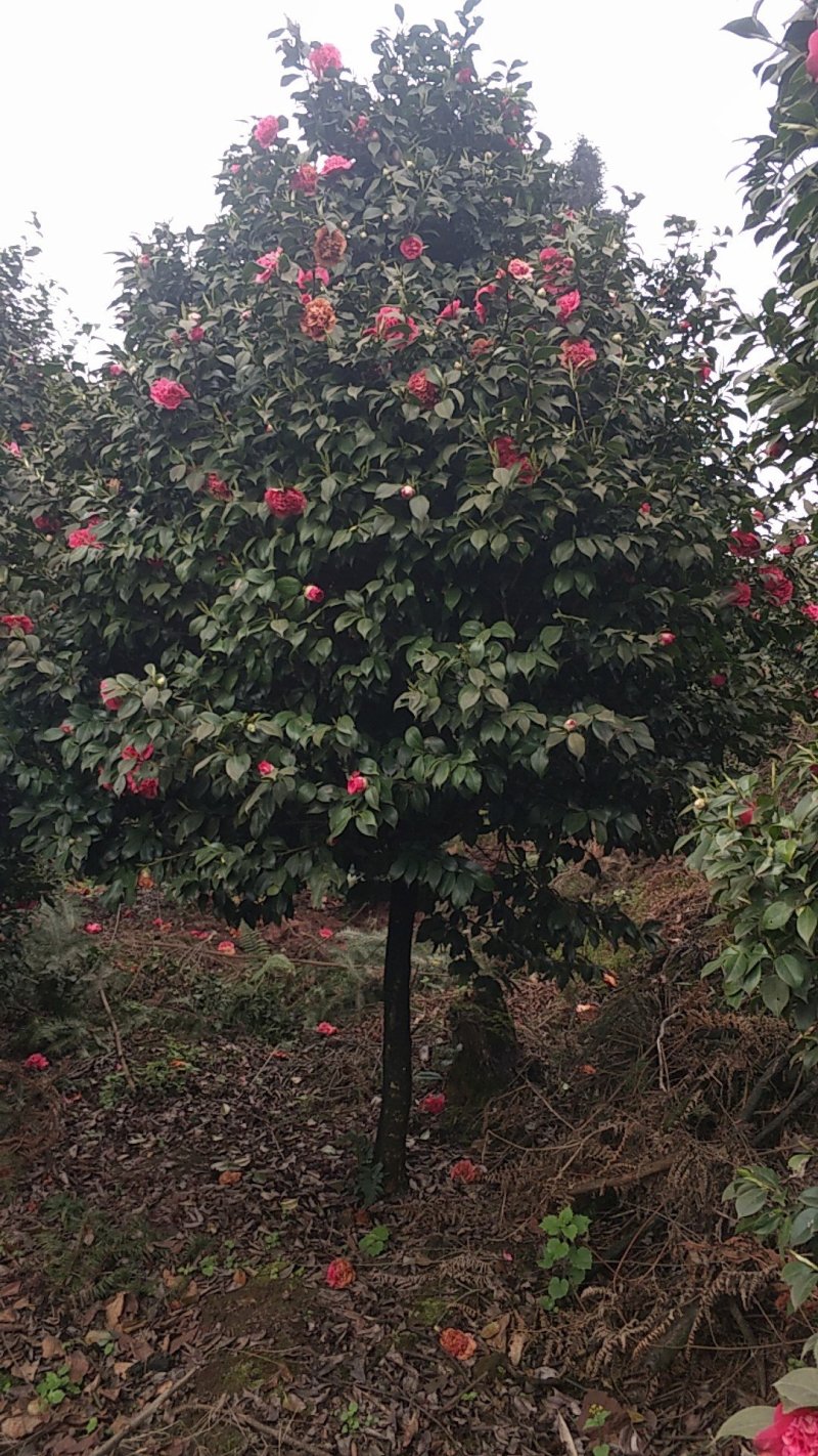 茶花，四级茶花，山茶花，七彩茶花，四川宜宾茶花种植基地