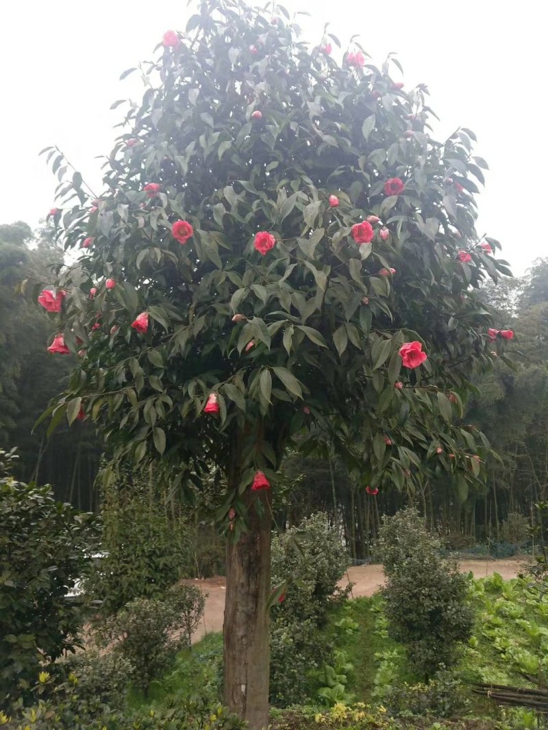 茶花，四级茶花，山茶花，七彩茶花，四川宜宾茶花种植基地