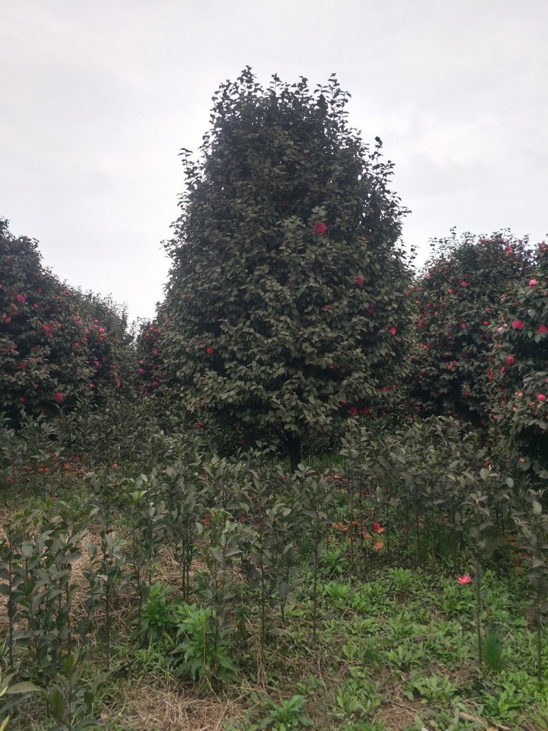 茶花，四级茶花，山茶花，七彩茶花，四川宜宾茶花种植基地