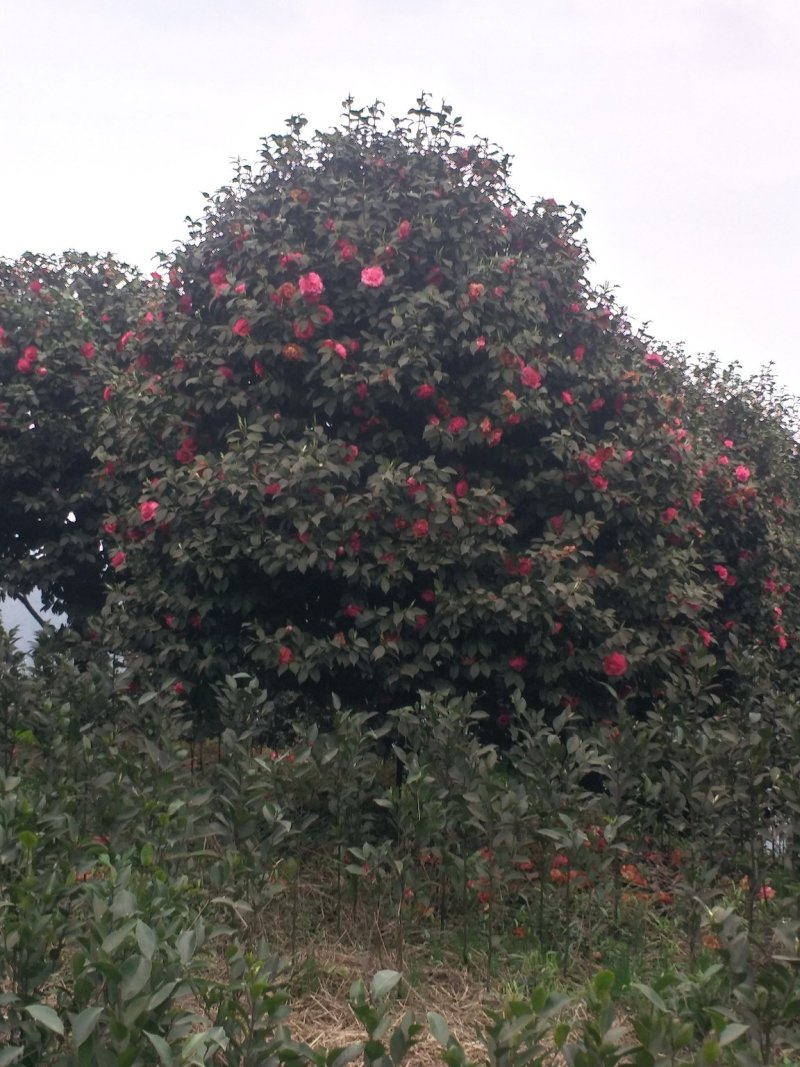茶花，四级茶花，山茶花，七彩茶花，四川宜宾茶花种植基地