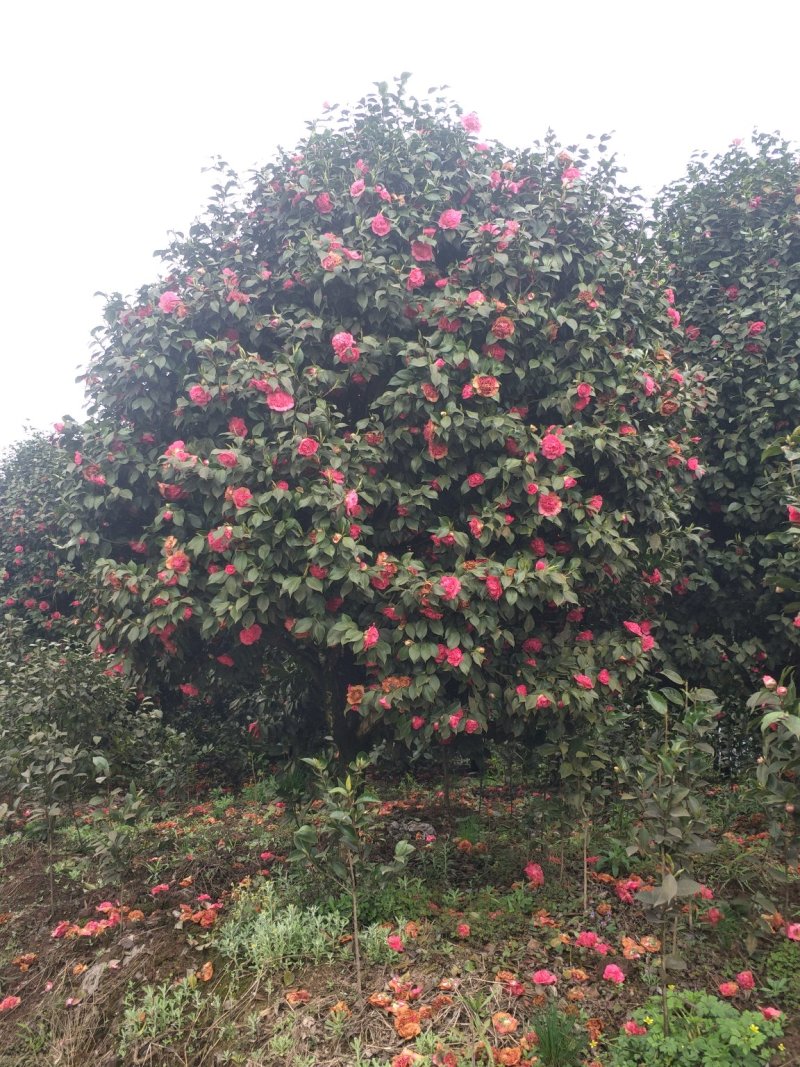 茶花，四级茶花，山茶花，七彩茶花，四川宜宾茶花种植基地