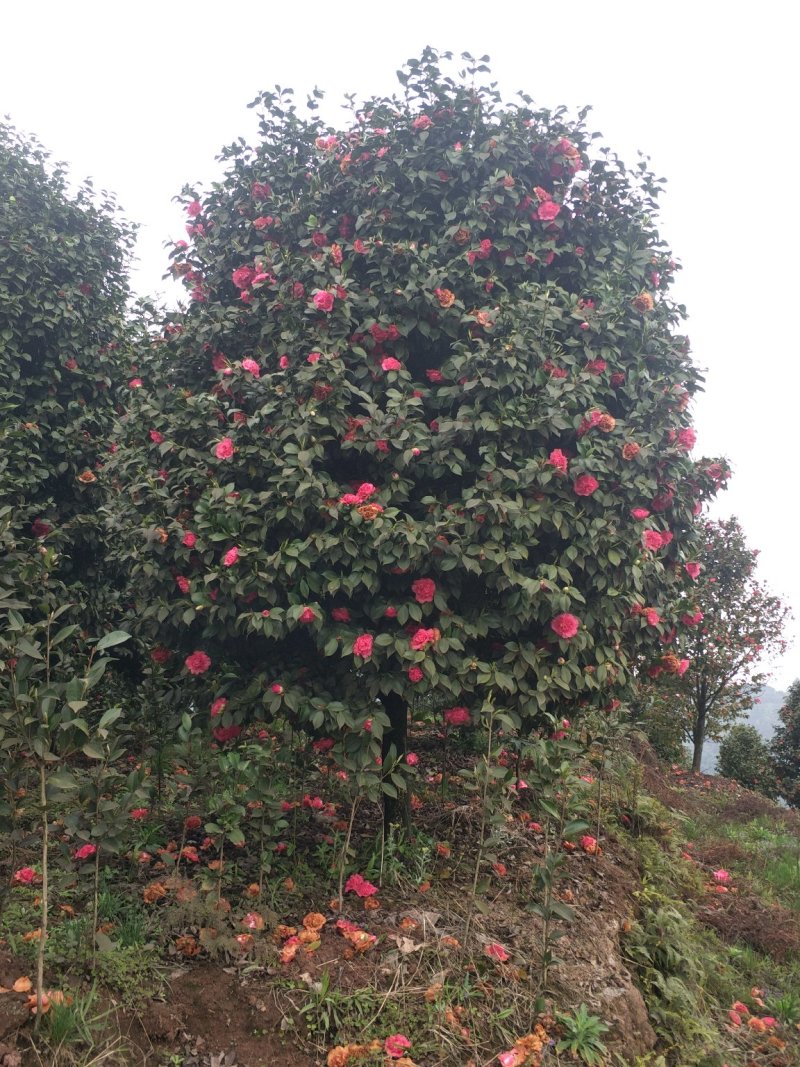 茶花，四级茶花，山茶花，七彩茶花，四川宜宾茶花种植基地