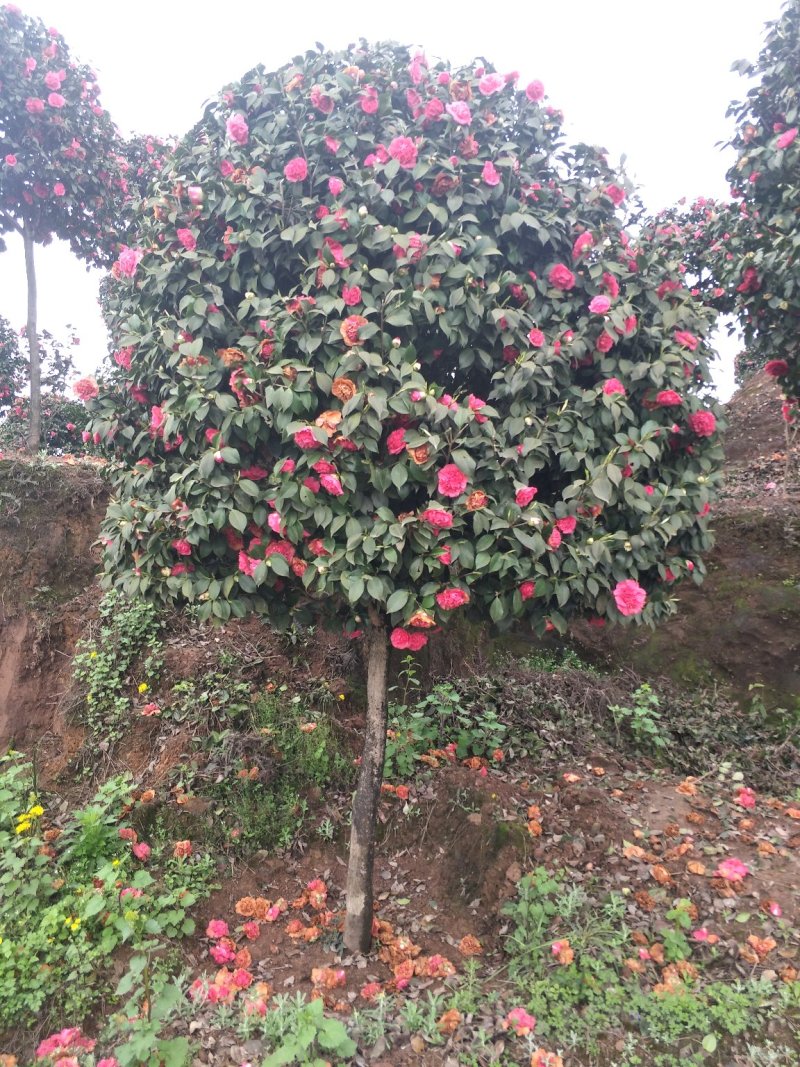 茶花，四级茶花，山茶花，七彩茶花，四川宜宾茶花种植基地