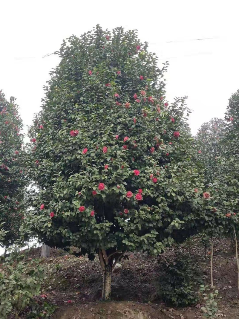 茶花，四级茶花，山茶花，七彩宜宾茶花种植基地常年出售茶花