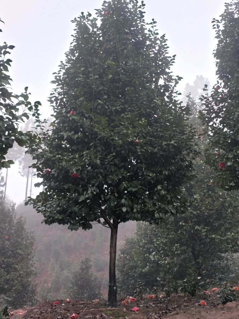 茶花，四级茶花，山茶花，七彩宜宾茶花种植基地常年出售茶花