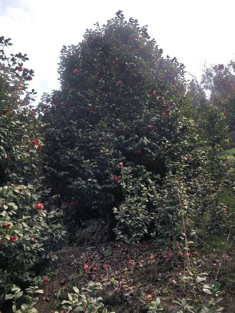 茶花，四级茶花，山茶花，七彩宜宾茶花种植基地常年出售茶花