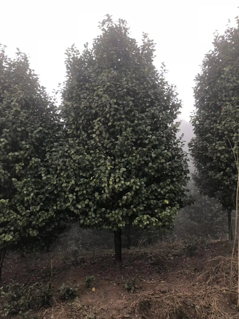 茶花，四级茶花，山茶花，七彩宜宾茶花种植基地常年出售茶花