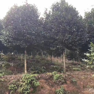 茶花，四级茶花，山茶花，七彩宜宾茶花种植基地常年出售茶花