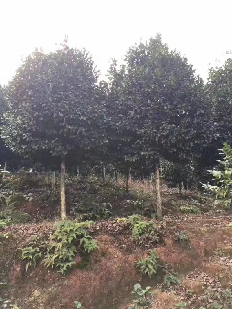 茶花，四级茶花，山茶花，七彩宜宾茶花种植基地常年出售茶花