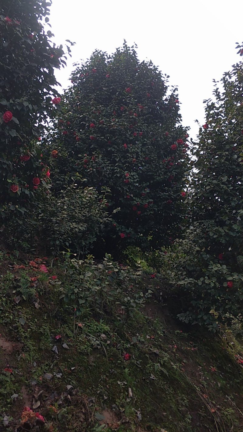 茶花，四级茶花，山茶花，七彩宜宾茶花种植基地常年出售茶花