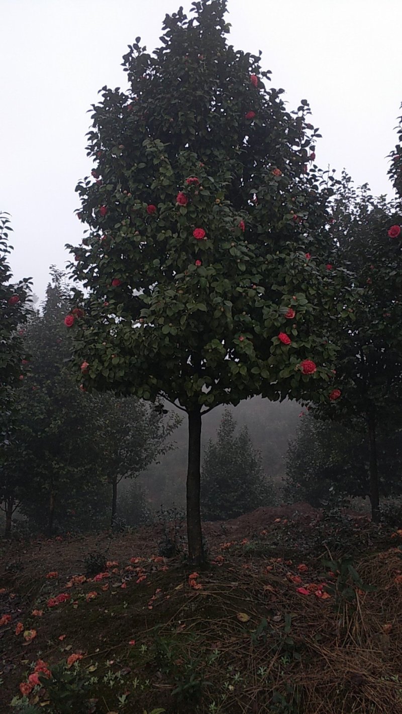 茶花，四级茶花，山茶花，七彩宜宾茶花种植基地常年出售茶花