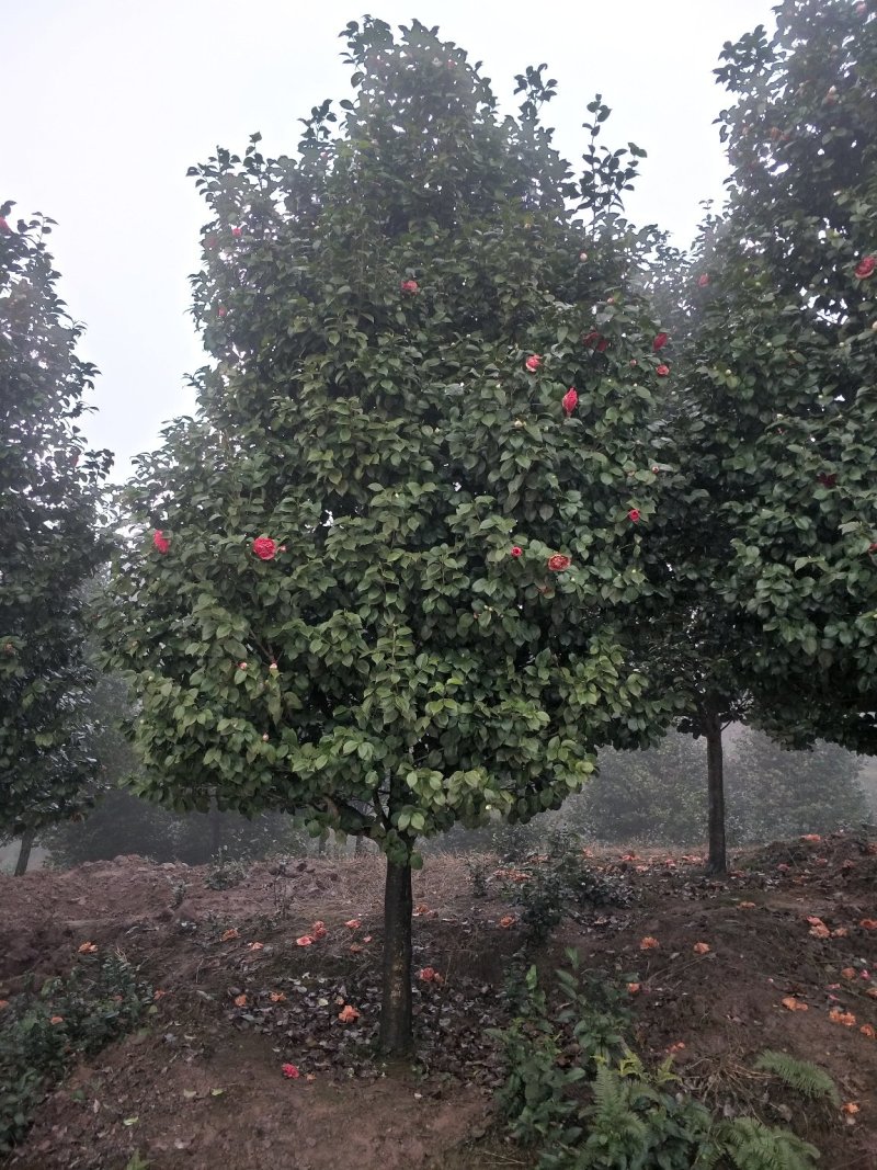 茶花，四级茶花，山茶花，七彩宜宾茶花种植基地常年出售茶花