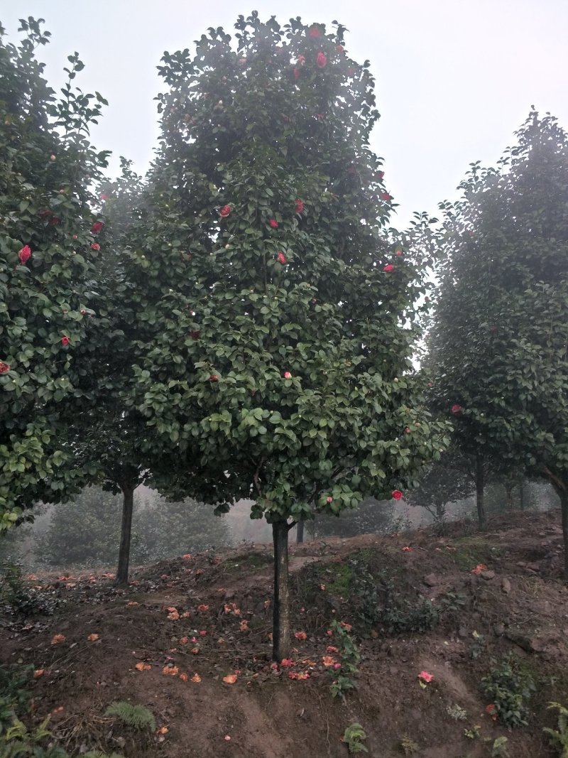 茶花，四级茶花，山茶花，七彩宜宾茶花种植基地常年出售茶花
