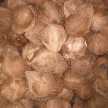 越南毛椰子，海广两地发货