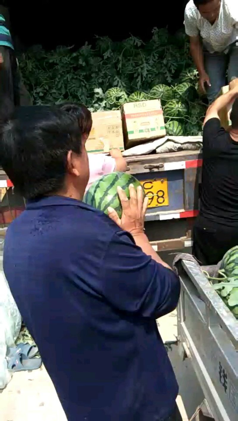 甜王，8424，龙卷风，抗风3