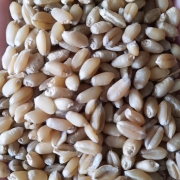 2019新小麦