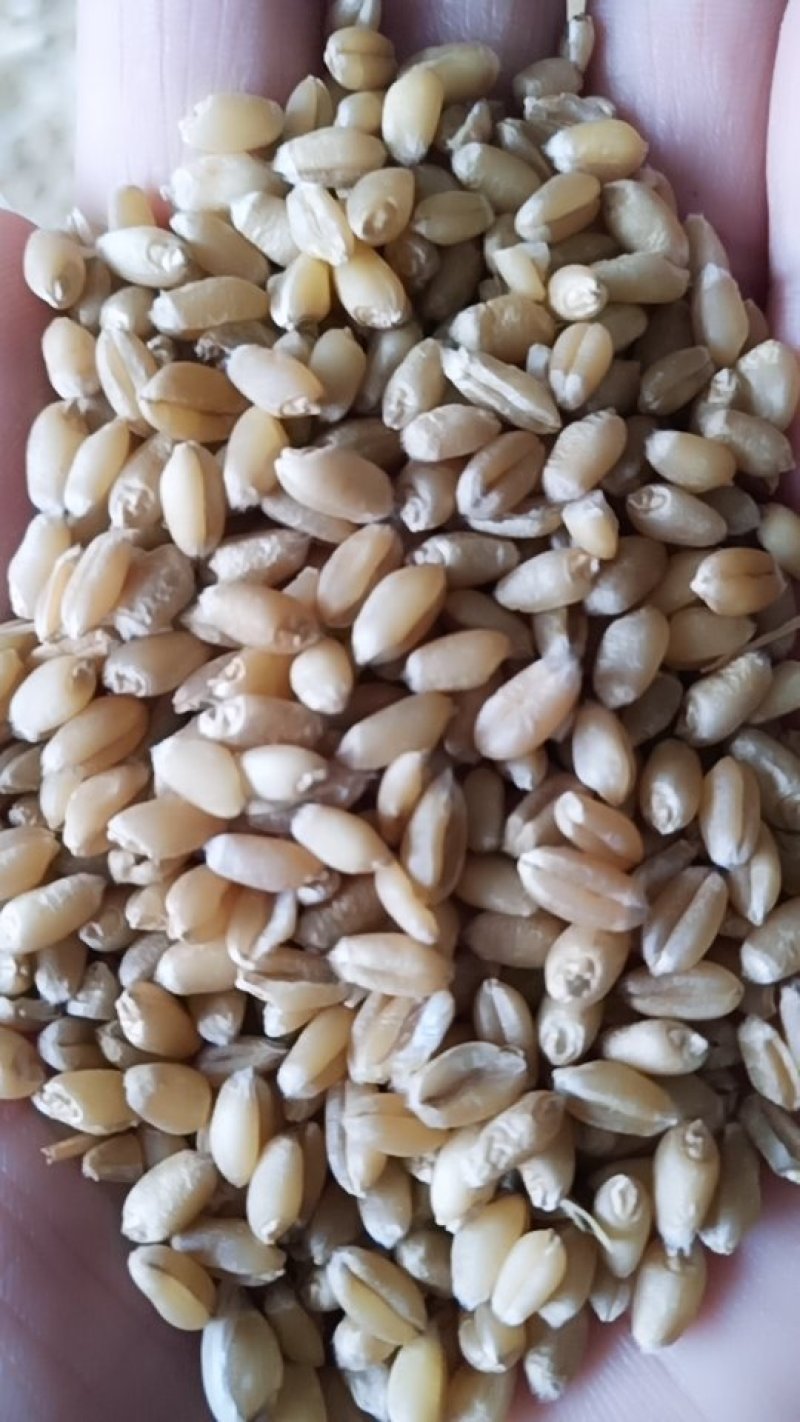 2019新小麦