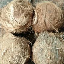 越南毛椰子，全年供应