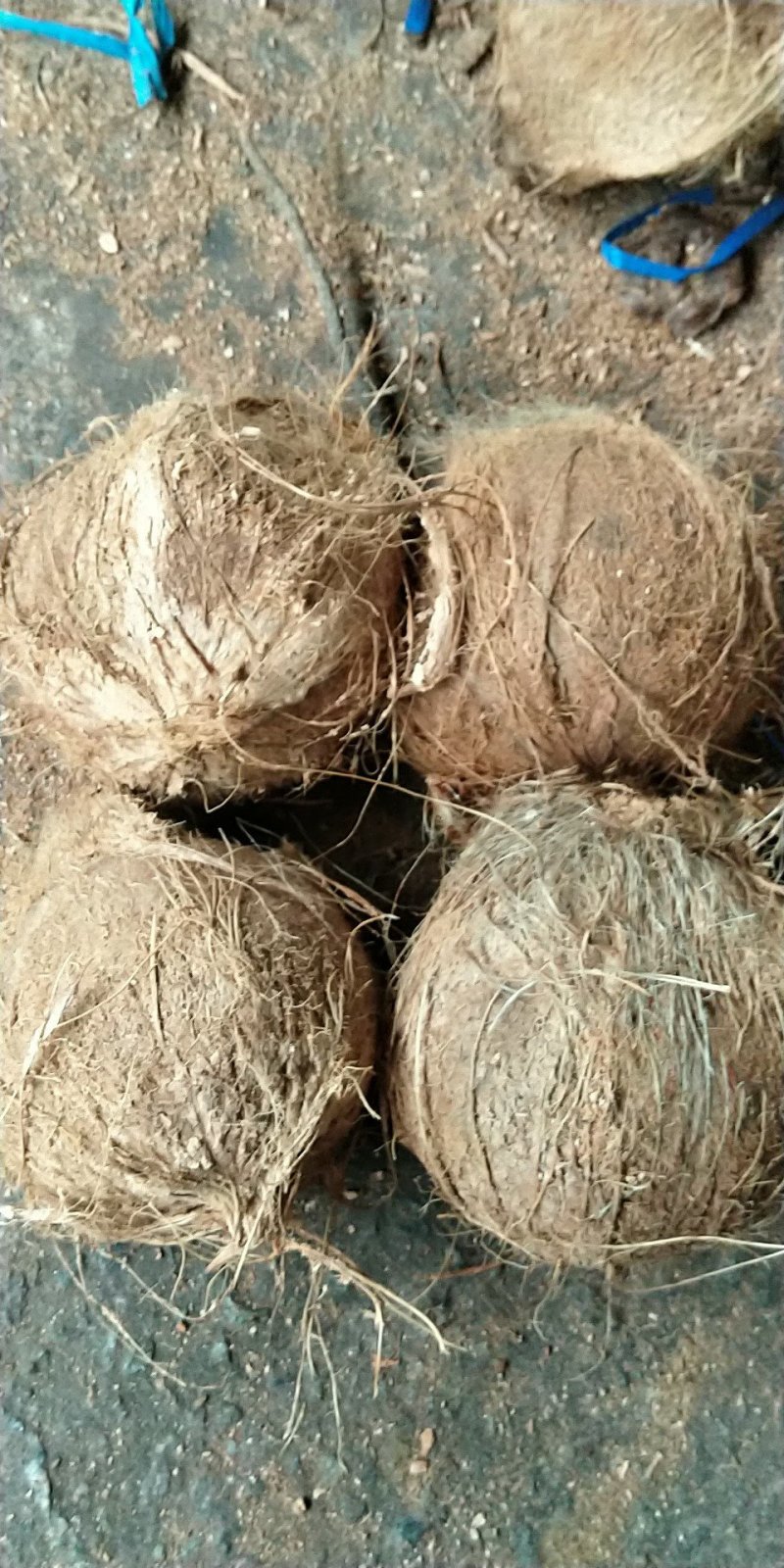 越南毛椰子，全年供应