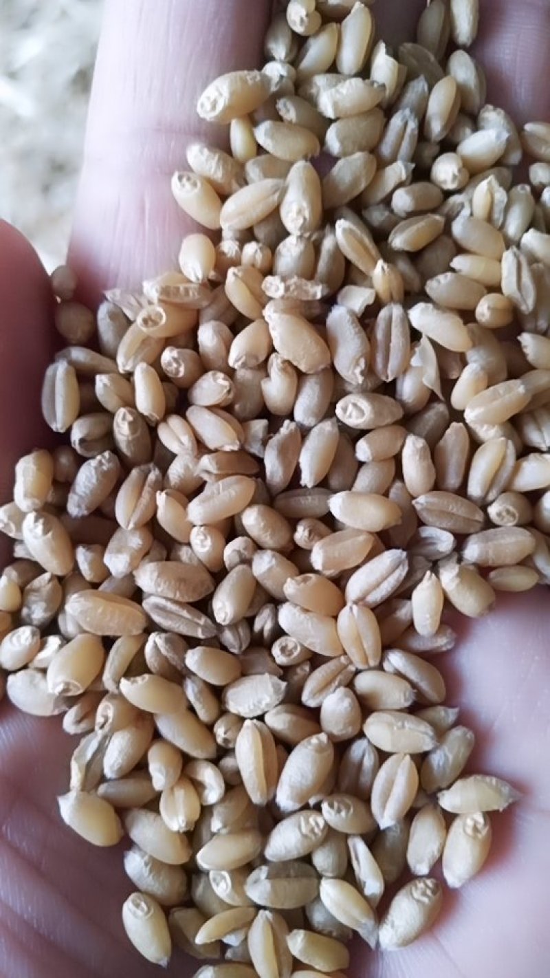 2019新小麦