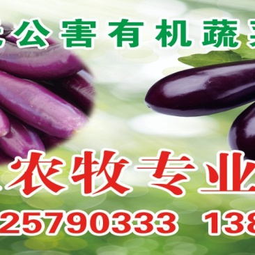 航天茄子，长紫茄，