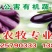 航天茄子，长紫茄，