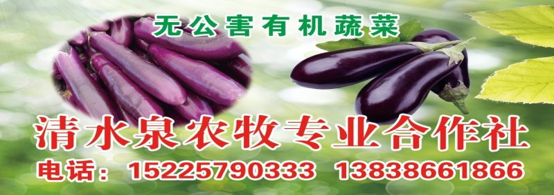 航天茄子，长紫茄，