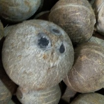 越南精品打磨椰子，可预开口